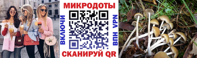 Псилоцибиновые грибы Psilocybe  Татарск 